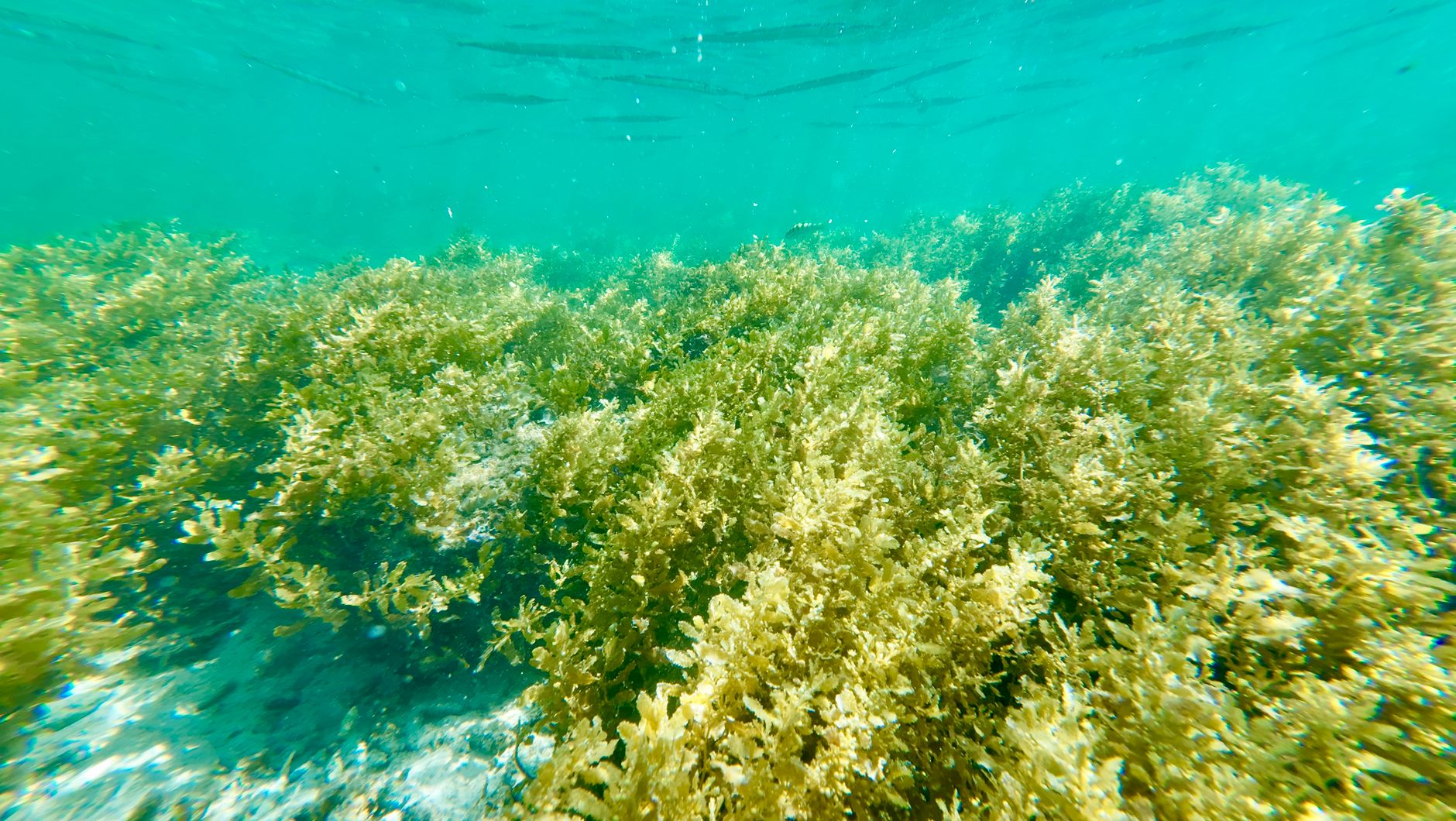 Posidonia 2018