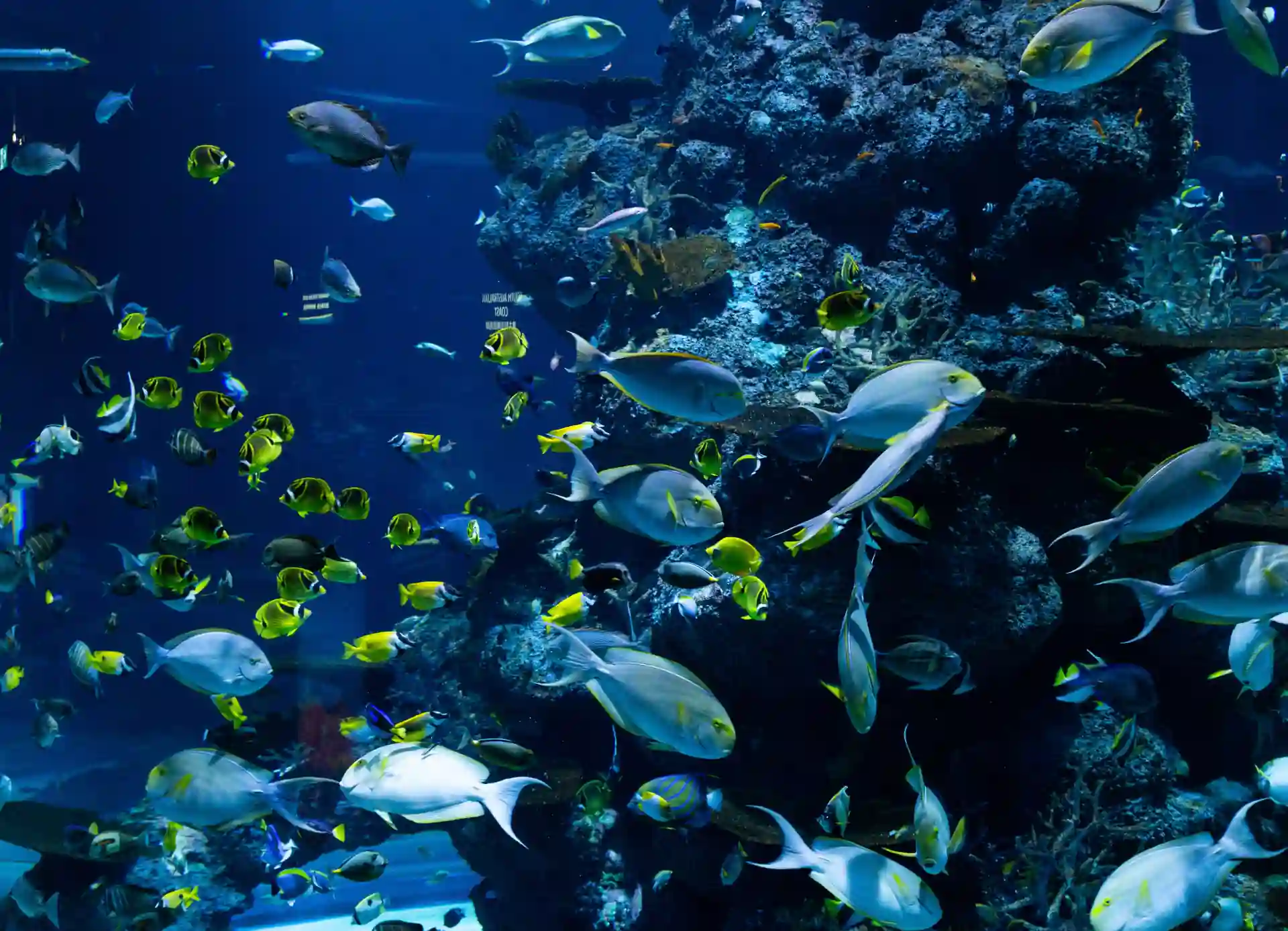 Exploring Marine Biodiversity and Ecosystem Health