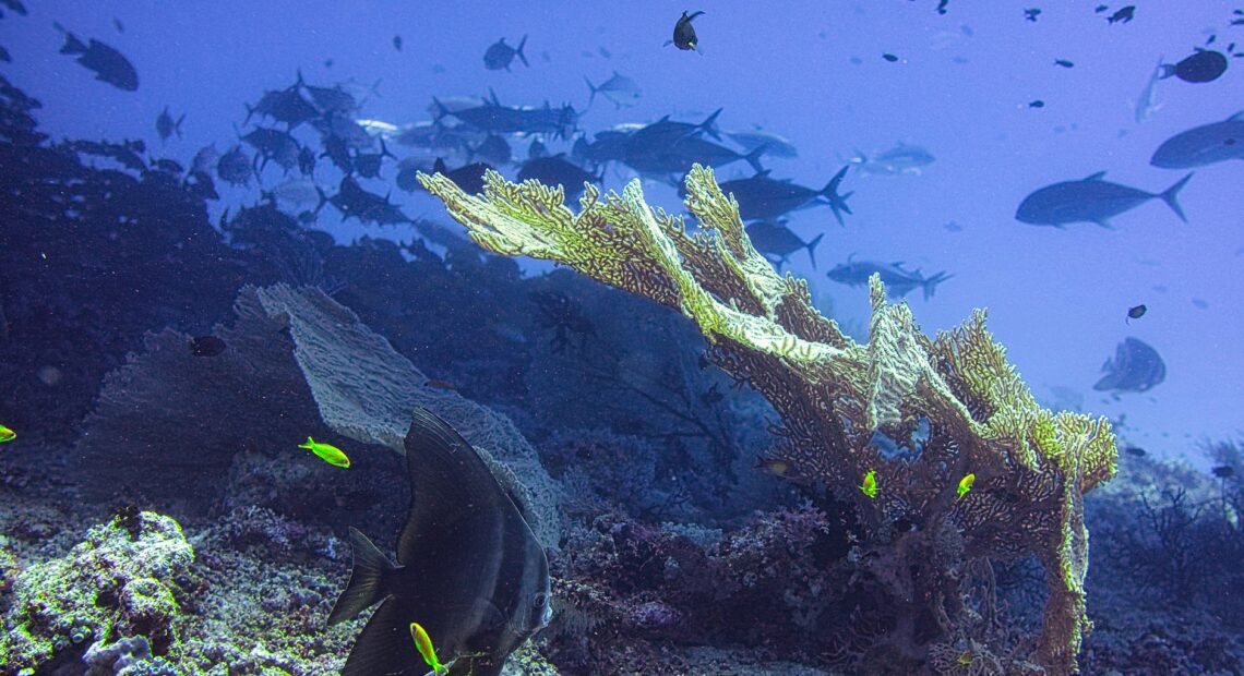 Symbiotic Relationships in the Ocean: How Species Depend on Each Other