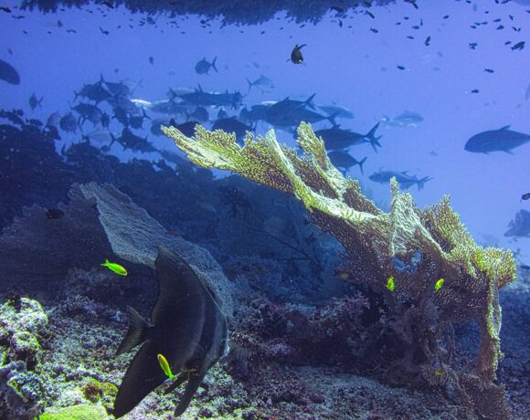 Symbiotic Relationships in the Ocean: How Species Depend on Each Other