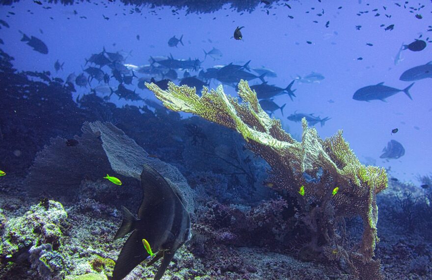 Symbiotic Relationships in the Ocean: How Species Depend on Each Other