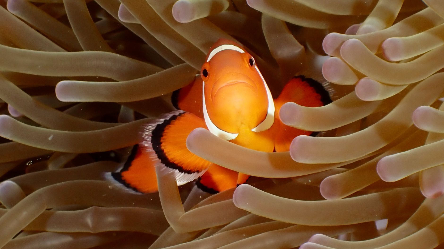 Symbiotic Relationships in the Ocean: How Species Depend on Each Other