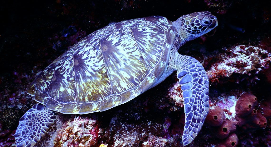 Sea turtle in Indian ocean