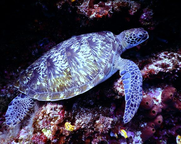 Sea turtle in Indian ocean