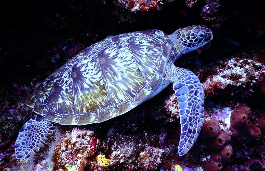 Sea turtle in Indian ocean