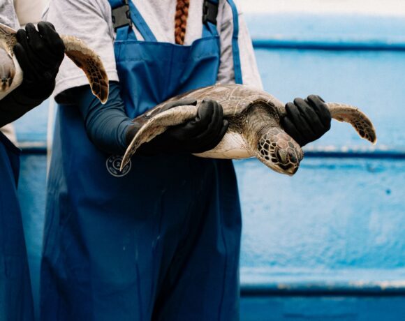 How AI is Protecting Marine Life: Smart Tech for Cleaner Seas