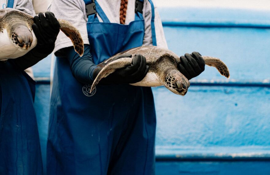 How AI is Protecting Marine Life: Smart Tech for Cleaner Seas