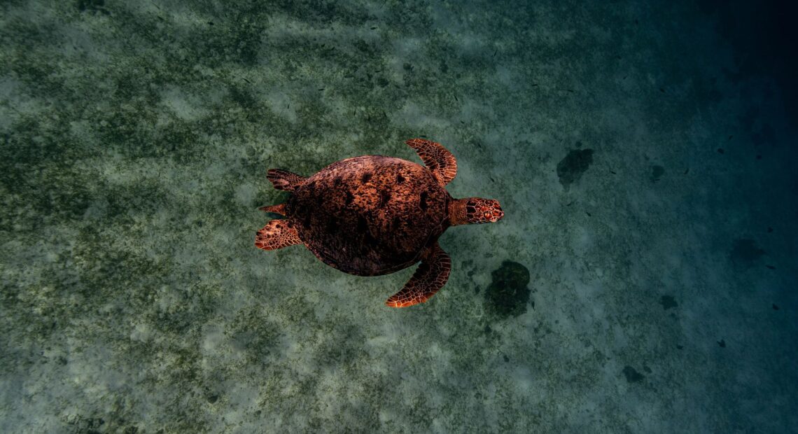 Marine Ecology