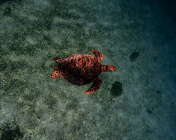Marine Ecology