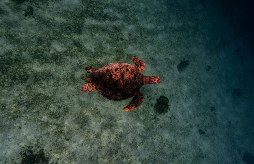 Marine Ecology