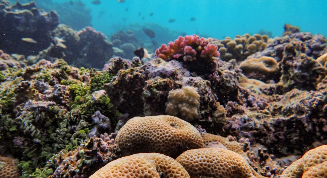 Coral Reefs