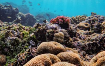 Coral Reefs