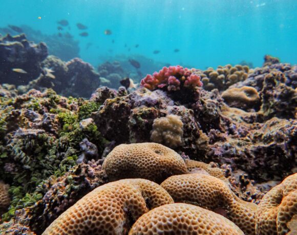Coral Reefs