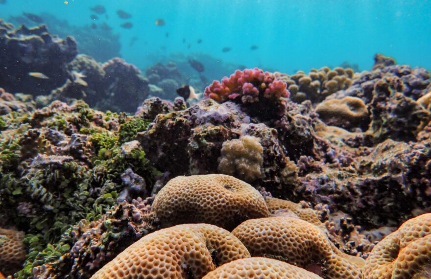 Coral Reefs
