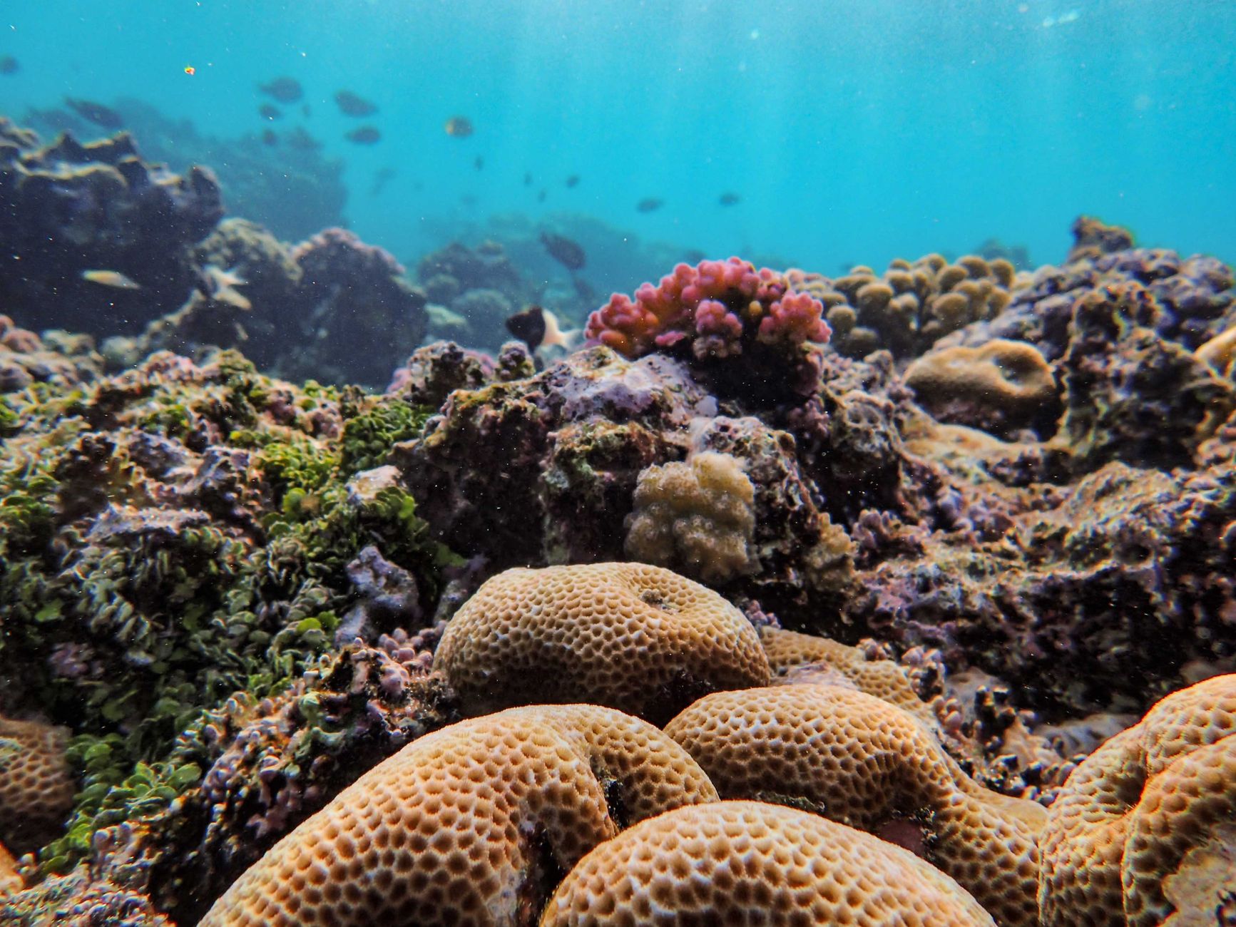 coral reef conservation marine ecosystem coral reef conservation marine ecosystem