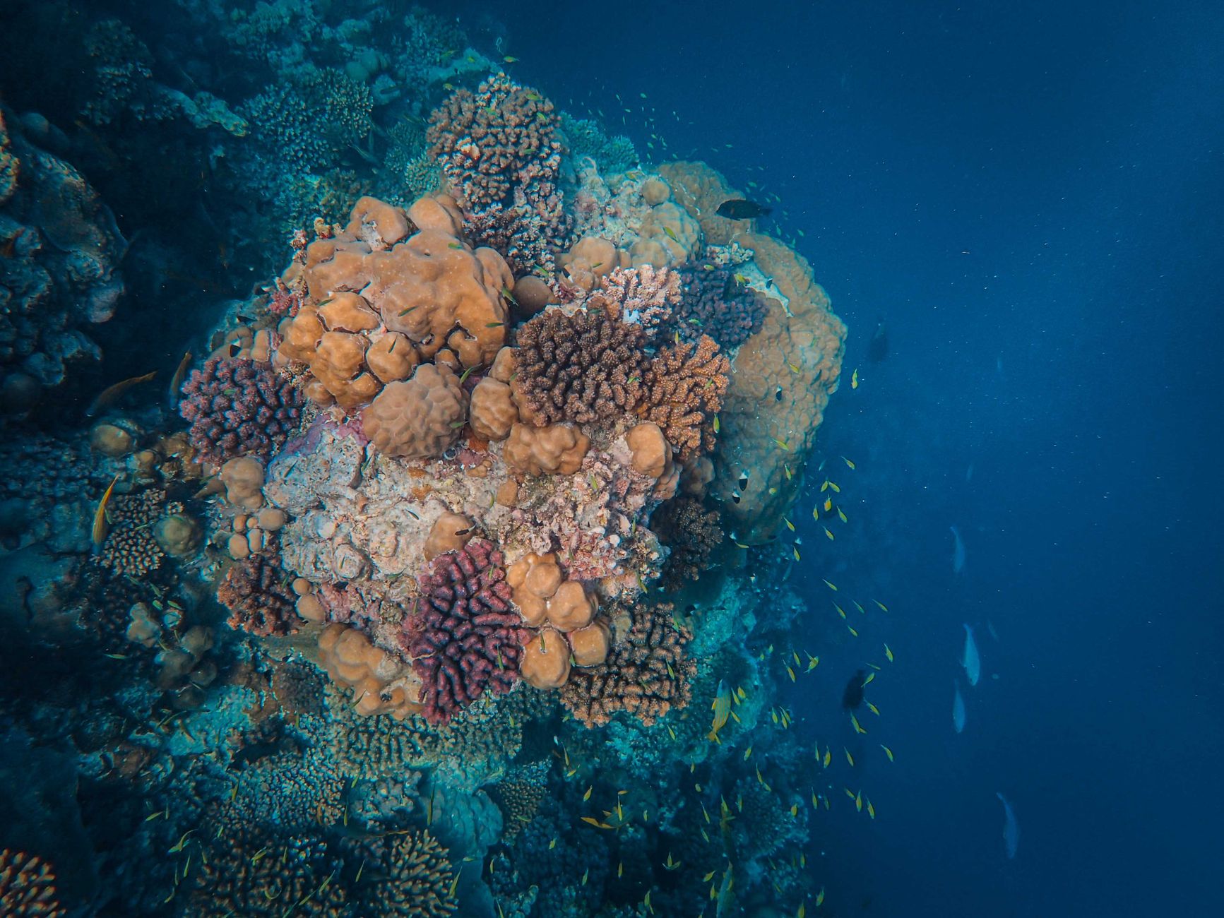 Interview Questions for Cleaner Seas - Emil Cerdier, Chief Technology Officer, Berg Propulsion. March 2026